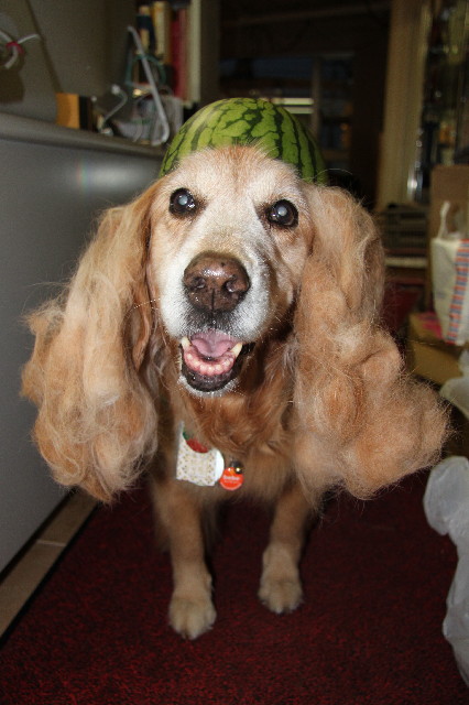 ファイル 2419-3.jpg