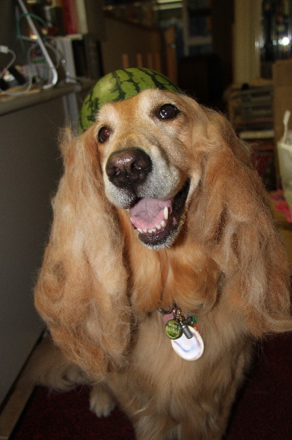 ファイル 2419-4.jpg