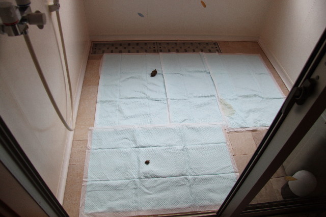 ファイル 2422-3.jpg