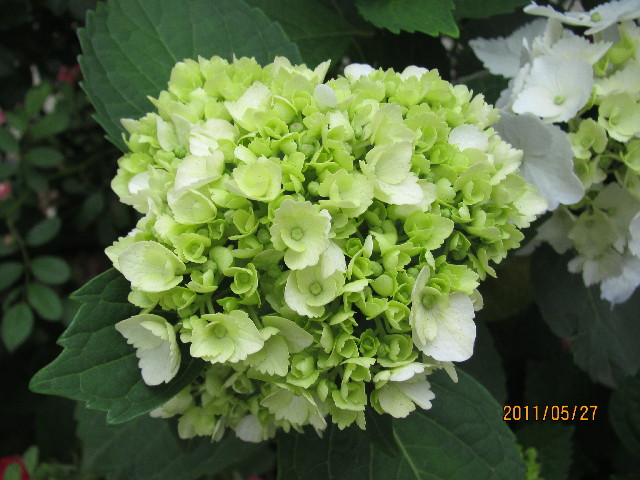 ファイル 2426-4.jpg