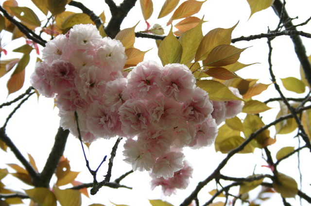 ファイル 243-3.jpg