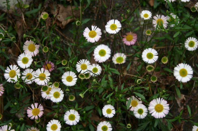 ファイル 243-4.jpg