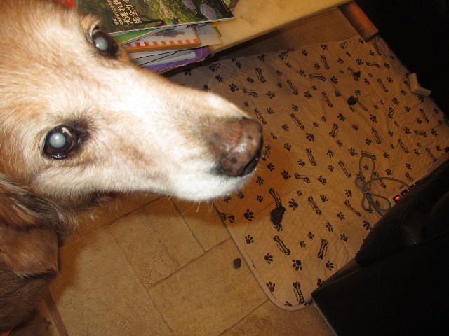 ファイル 2434-1.jpg