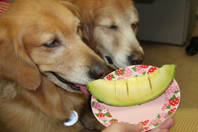 ファイル 2441-1.jpg