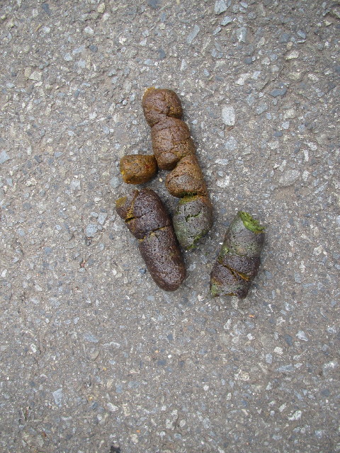 ファイル 2446-2.jpg