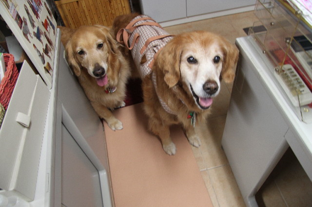 ファイル 2446-5.jpg