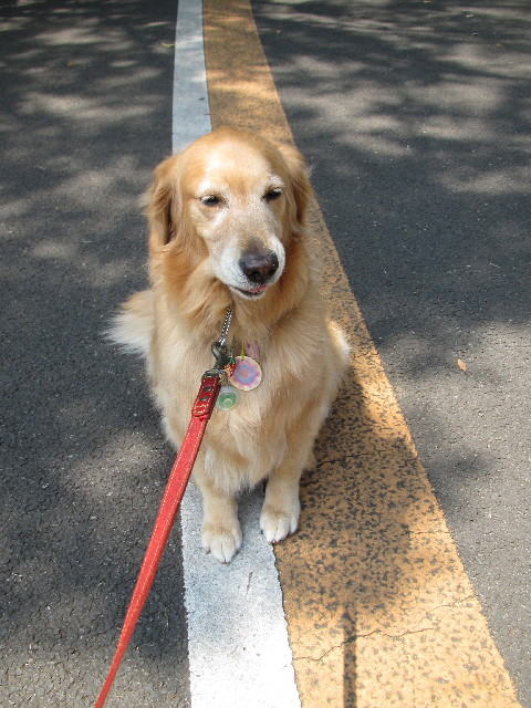 ファイル 2448-1.jpg