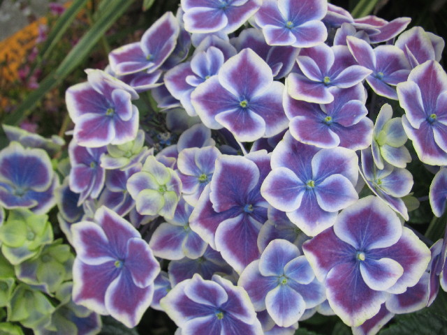 ファイル 2450-2.jpg