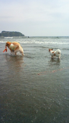 ファイル 2456-2.jpg