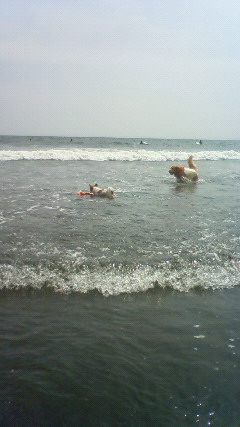 ファイル 2456-5.jpg