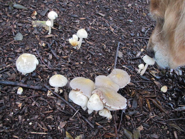 ファイル 2457-2.jpg