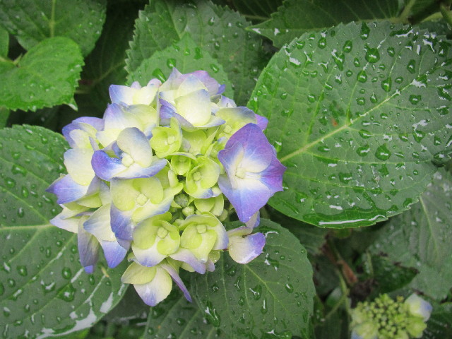 ファイル 2458-4.jpg