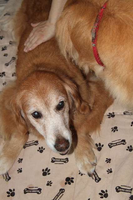 ファイル 2459-1.jpg