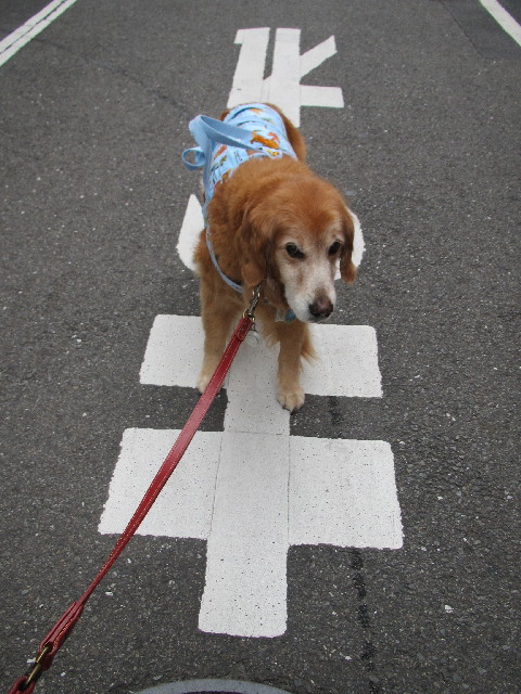 ファイル 2460-2.jpg