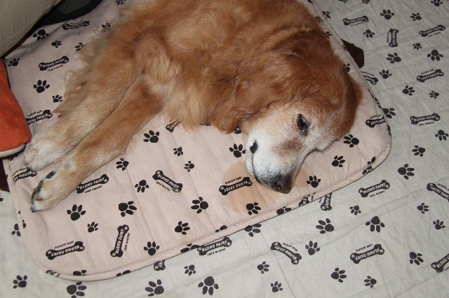 ファイル 2463-2.jpg