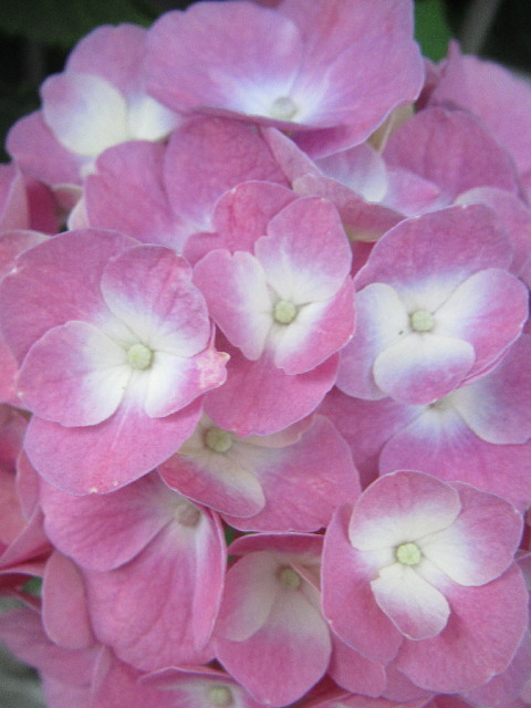 ファイル 2464-2.jpg