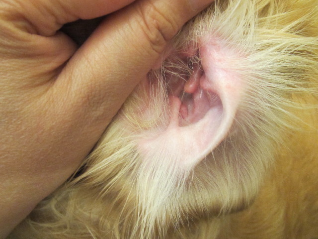 ファイル 2467-2.jpg