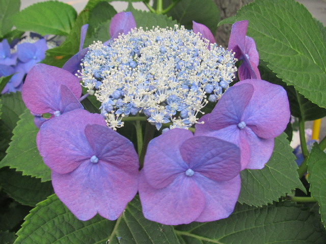 ファイル 2471-2.jpg