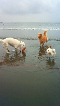 ファイル 2472-2.jpg