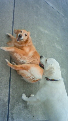 ファイル 2472-5.jpg