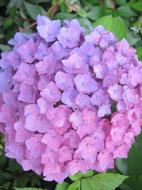 ファイル 2477-1.jpg