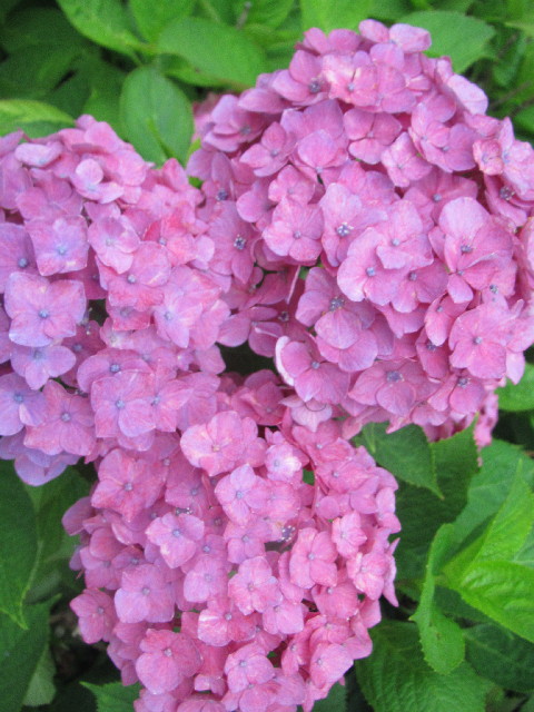 ファイル 2477-5.jpg