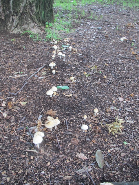 ファイル 2478-4.jpg