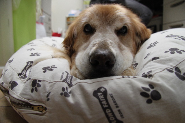 ファイル 2479-1.jpg