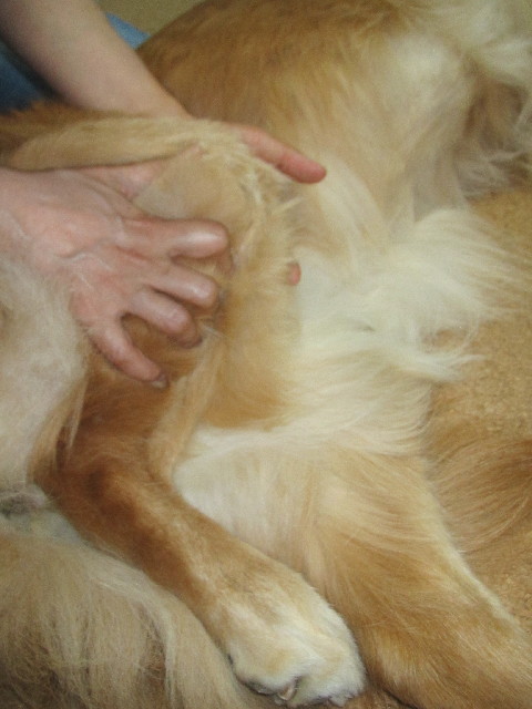 ファイル 2484-1.jpg