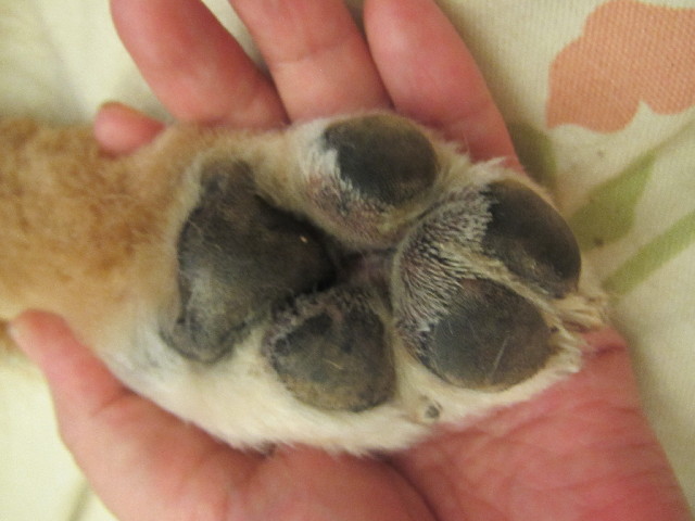 ファイル 2491-2.jpg