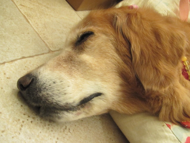 ファイル 2491-5.jpg