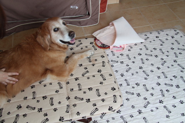 ファイル 2501-1.jpg