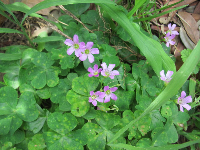 ファイル 2504-2.jpg