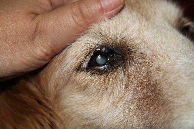 ファイル 2528-1.jpg