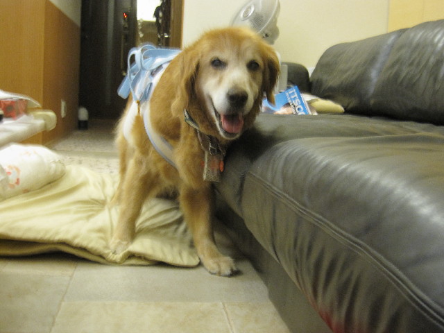 ファイル 2553-1.jpg