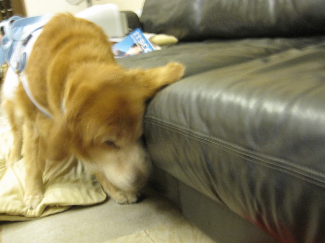 ファイル 2553-2.jpg