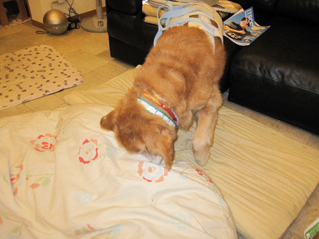 ファイル 2554-2.jpg