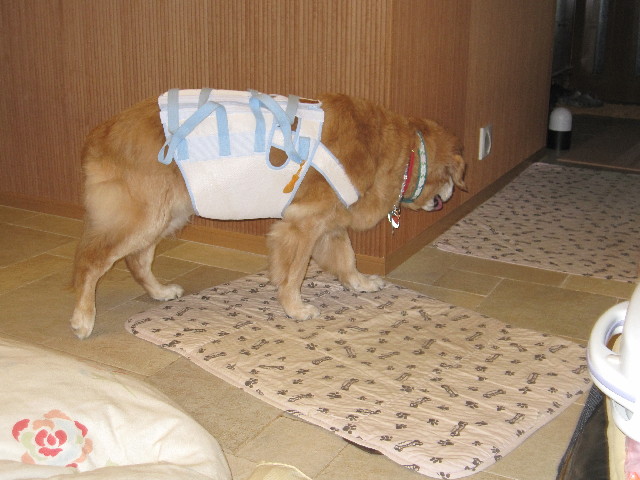 ファイル 2555-1.jpg