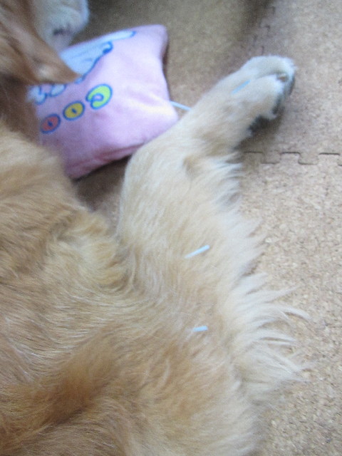 ファイル 2562-1.jpg