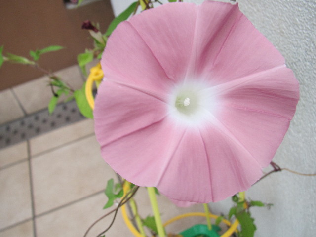 ファイル 2563-3.jpg