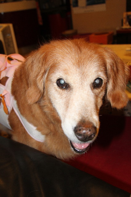 ファイル 2579-1.jpg