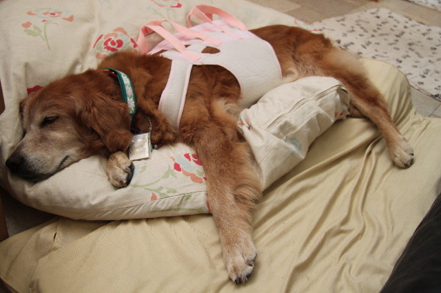 ファイル 2579-3.jpg