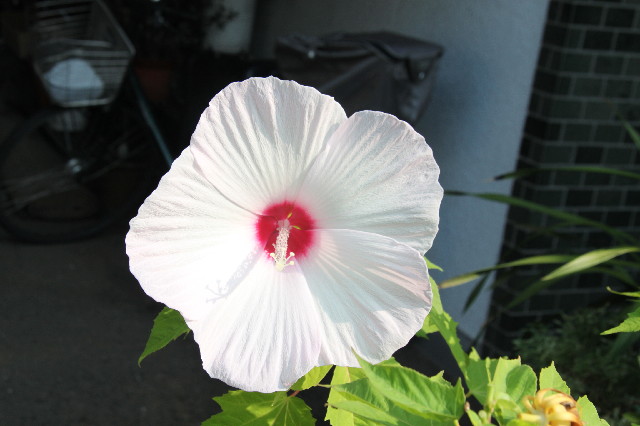 ファイル 2581-3.jpg