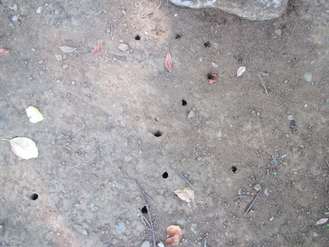 ファイル 2582-1.jpg