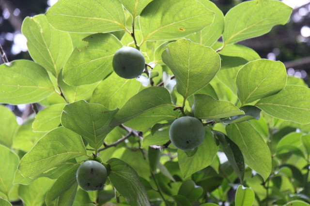 ファイル 2588-3.jpg