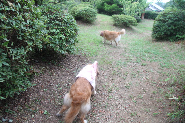 ファイル 2589-2.jpg