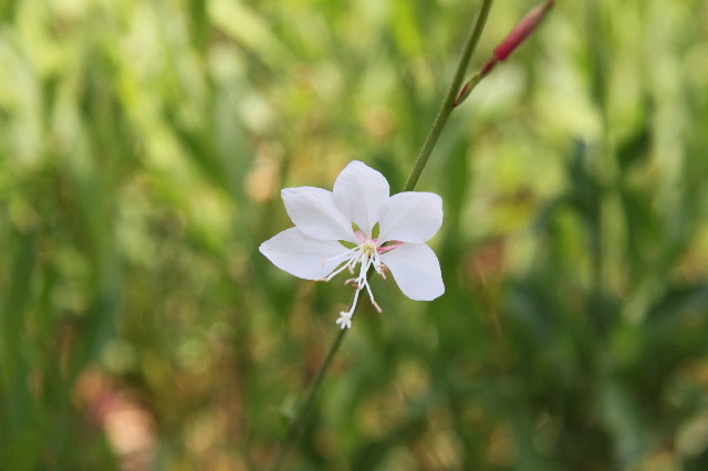 ファイル 2590-3.jpg