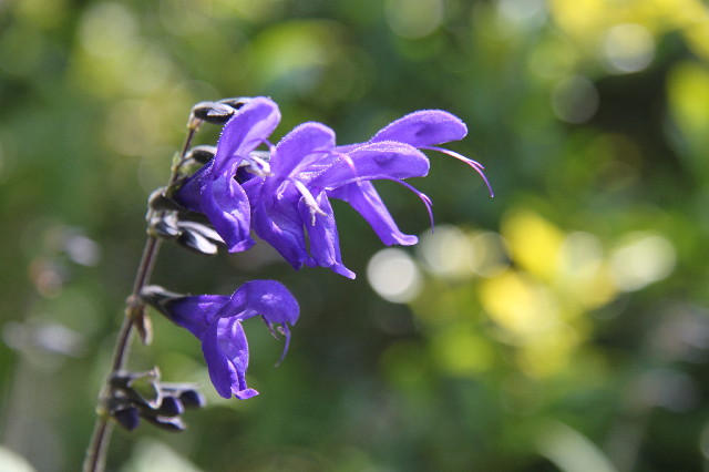 ファイル 2590-4.jpg