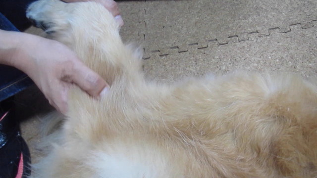 ファイル 2599-1.jpg