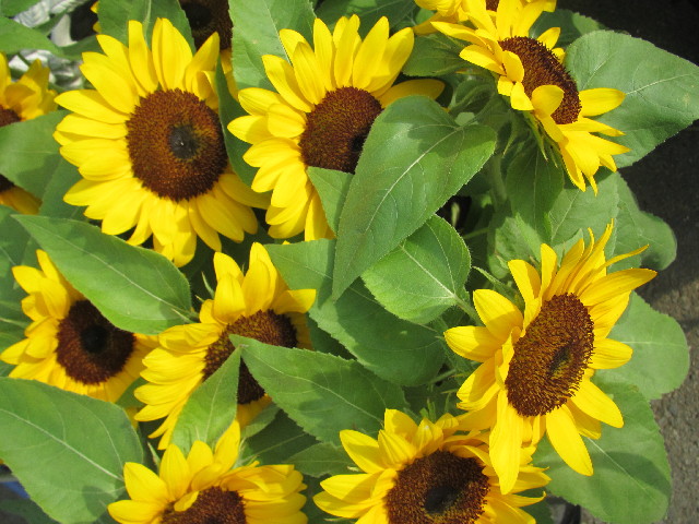 ファイル 2605-1.jpg